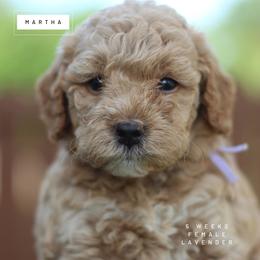 Martha - Apricot female Goldendoodle puppy in Lawton, Oklahoma from Nova's Minidoodles