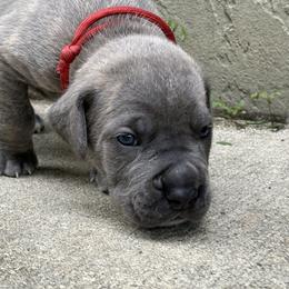 Boy 1 - Gray male Cane Corso puppy in Ocala, Florida from High Royal Kennel