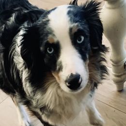 Bailey - Aussiedoodle