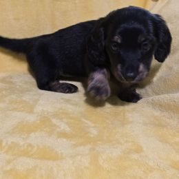 Girl 2 - Brindle female Dachshund puppy in Snow Camp, North Carolina from V's Southern Angels
