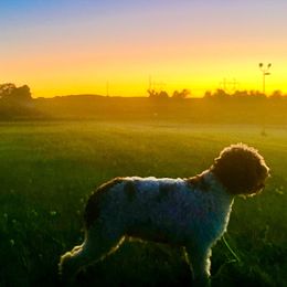 Stella - Lagotto Romagnolo