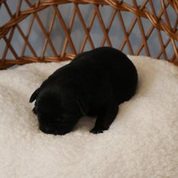 Licorice - Yellow male Labrador Retriever puppy in Buffalo Valley, Tennessee from Buffalo Valley Breeders