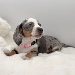 Pearl - Dapple female Dachshund puppy in Goodyear, Arizona from AZ Royal Doxies llc