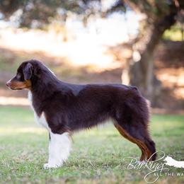 Nirvana - Miniature American Shepherd