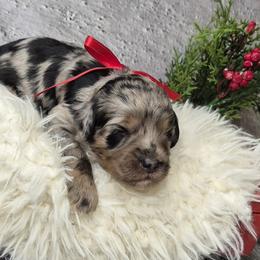 Lexi - Merle female Springerdoodle puppy in Fargo, North Dakota from Dakota SpringerDoodles