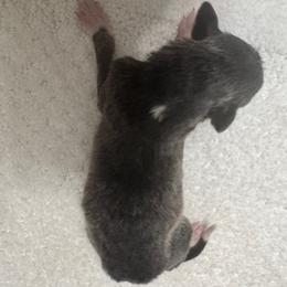Girl 3 - Blue female Borzoi puppy in Texas from Royal Chase Borzoi