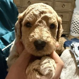 Blue Collar - Apricot male Goldendoodle puppy in Winchester, Tennessee from Mahaffey’s Doodles