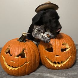 German Shorthaired Pointer Puppies from Southern Missouri GSP Puppies