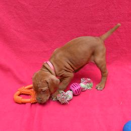 Vizsla Puppies from Summit Vizsla (we can deliver to you)