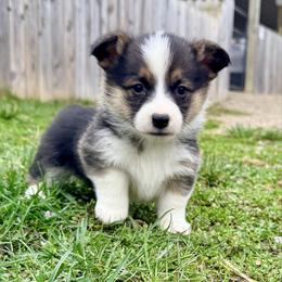 Caribou - Black and tan female Pembroke Welsh Corgi puppy in Ashland, Ohio from SS Australian Shepherds