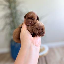 Boy 2 - Red male Cavapoo puppy in San Jose, California from Doodle Amore