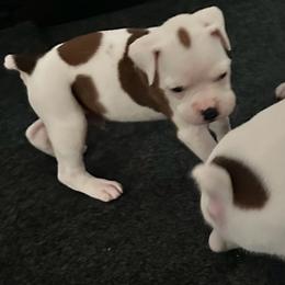 Boy 1 - dark Blue - heart on side - White male Boxer puppy in Nashville, Tennessee from Best Friends over 20+ years experience