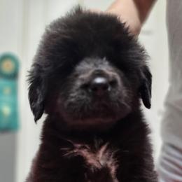 Yellow collar - Black female Tibetan Mastiff puppy in Cedartown, Georgia from Aujudon Tibetan Mastiffs