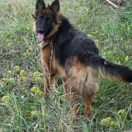 Nova Vom Seaside - Black and red female German Shepherd puppy in Springport, Indiana from Seaside Shepherds
