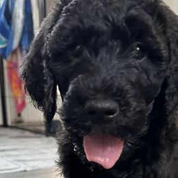 Goldendoodles from Thiem Doodles