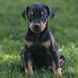 Hugo - Black and rust male Doberman Pinscher puppy in Winchester, Ohio from 32 Farms