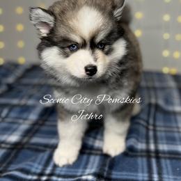 Jethro - Black and white male Pomsky puppy in Rossville, Georgia from Scenic City Pomskies