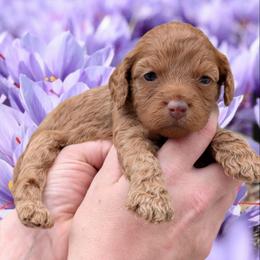 Spring - Red female Cavapoo puppy in Coshocton, Ohio from Forever Family Puppies