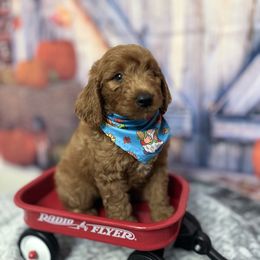 Ryder - Red  male Goldendoodle puppy in Apopka, Florida from Rae Precious Puppies