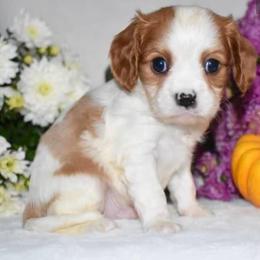 Adele - Blenheim female Cavalier King Charles Spaniel puppy in West Sacramento, California from Autumn Nightz Cavaliers