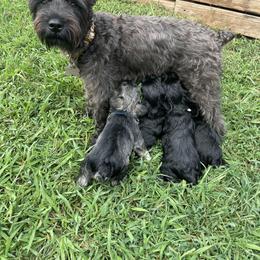 Miniature Schnauzer Puppies from BirBrie's Babies