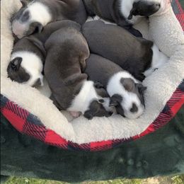 Boston Terrier Puppies from Candi's Boston Terriers