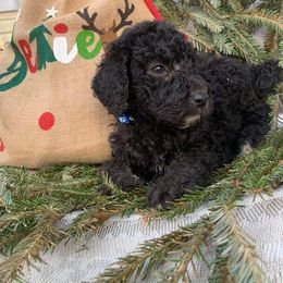 Boy 3 - Black Poodle puppy in Lakeland, Florida from Elaine's Poodles