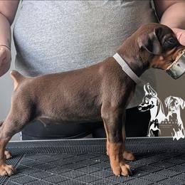 Grey Collar Male 4 - Latte X Rogue - Red and rust male Doberman Pinscher puppy in Spencer, Indiana from Jackson's Dobermans