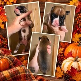 Boy - Fawn male Boxer puppy in Evington, Virginia from Buffalo Creek Boxers