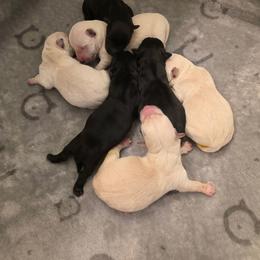 Wheaten male - Wheaten male Scottish Terrier puppy in Utah from TnT Scotties