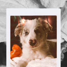 Border Collie Puppies from South Florida Stock Dogs