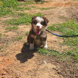 Green collar - Red tri-color male Australian Shepherd puppy in Defuniak Springs, Florida from Blue Cypress Stock dogs