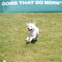 "Enkai running a Precision Course" Kishu Ken All Grown Up from Akagawa Roushya