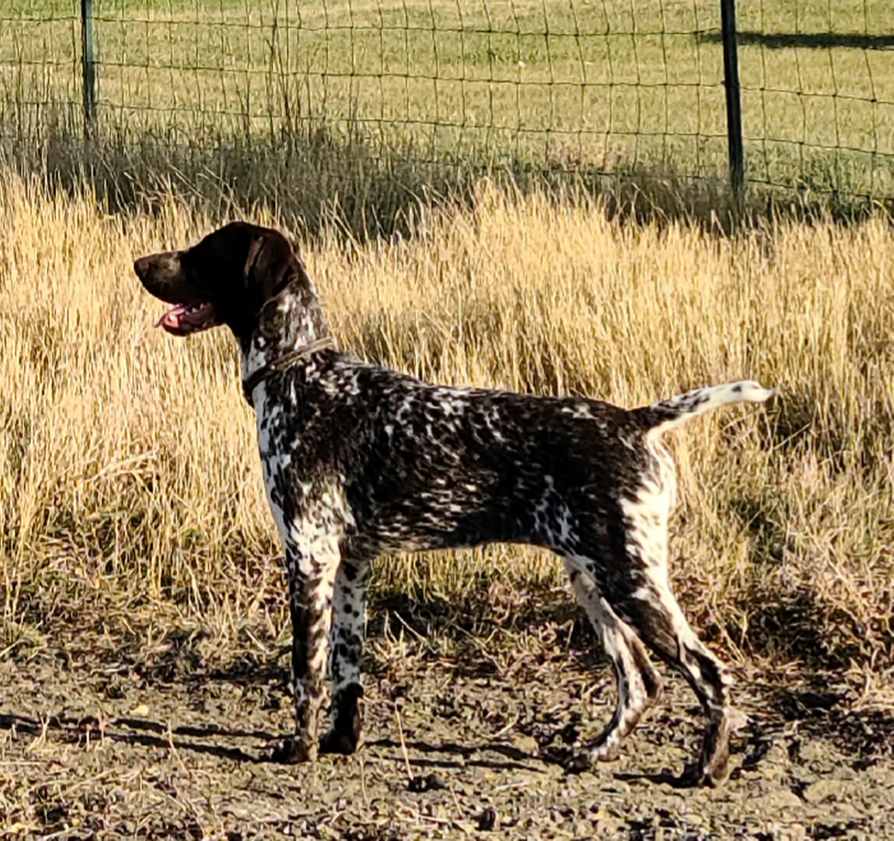 German Shorthaired Pointers and Weimaraners from Lazy Hearts Kennel