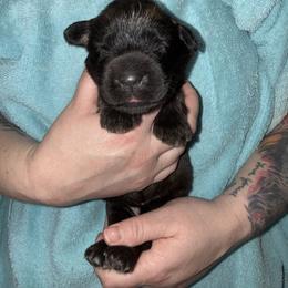 Ms. Orange - Reddish brown female Leonberger puppy in Cypress, Texas from Magnolia Leos