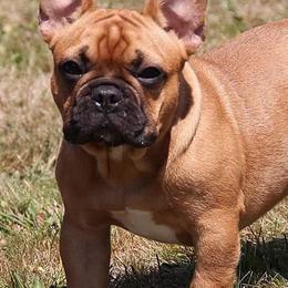 French Bulldog and Pembroke Welsh Corgi Puppies from Laurel Canyon Kennels
