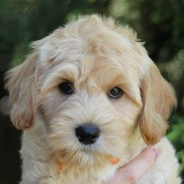 Cherry Lane Labradoodles breeder of 