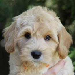 Cherry Lane Labradoodles breeder of 
