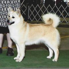 Norwegian Buhund All Grown Up from Zodiac ranch