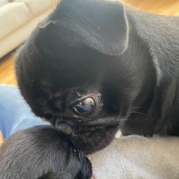 Mallie - Pug