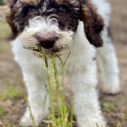 Aussiedoodle Puppies from Gore Doodle Ranch