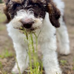 Aussiedoodle Puppies from Gore Doodle Ranch