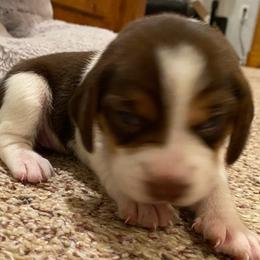 Girl 4 white - Black and white female Beagle puppy in Crestview, Florida from Alicia's Beagles