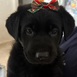 Winter - Black female German Shepherd puppy in Near Richmond, Virginia from German Shepherds of Virginia