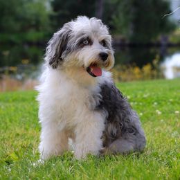 Summer - Aussiedoodle