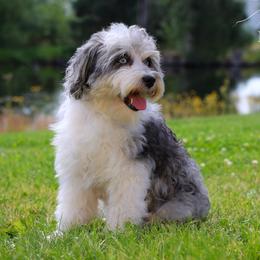 Summer - Aussiedoodle