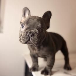 Bambi Infinity French Bulldogs - Blue male French Bulldog puppy in Port St Lucie, Florida from Infinity French Bulldogs