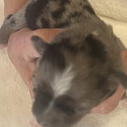 Virgil - Blue merle male Miniature Australian Shepherd puppy in Godley, Texas from Nana and Paws Aussies