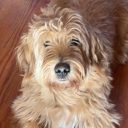 Sig - Goldendoodle