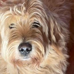 Sig - Goldendoodle